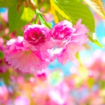 Розовые цветы деревьев