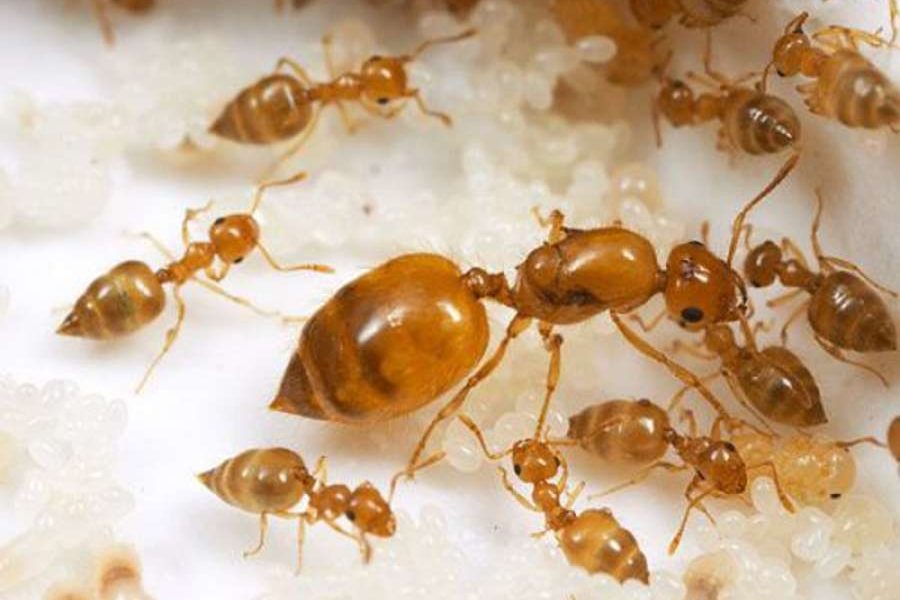 желтые муравьи 